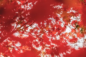 Bal d'Automne