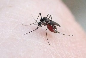 Exposition "Sur la piste du moustique tigre" du 28 mars au 6 avril à la Bfm centre-ville