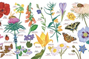 Atelier Dessine ton insecte sur un galet