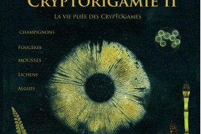 CryptORIgamie 2