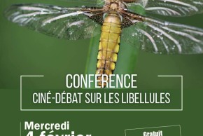 Ciné-débat sur les libellules