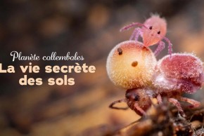 Projection Planète Collemboles