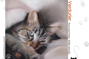 exposition artistique  SOS chats errants 87