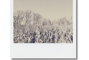 Pola Fake - Faux "Pola"/Vraies photos