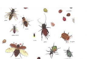 Atelier Les petites bêtes terrestres