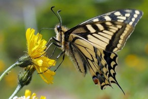 Atelier À la découverte des insectes