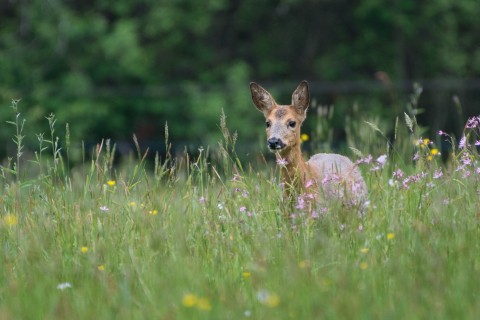 Il y a de la vie autour de nous