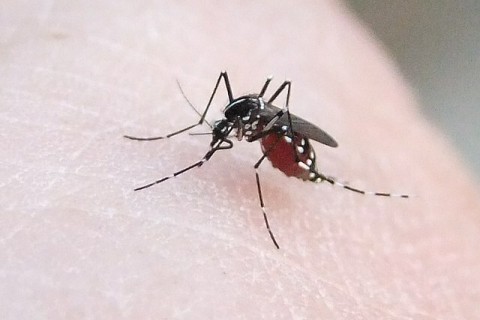 Exposition "Sur la piste du moustique tigre" du 28 mars au 6 avril à la Bfm centre-ville