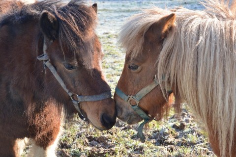Heure du conte : Bisous bisous