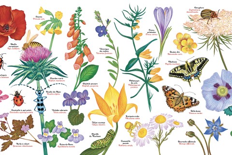 Atelier Dessine ton insecte sur un galet