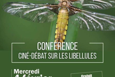 Ciné-débat sur les libellules