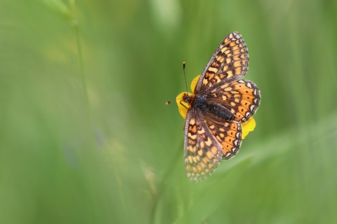 Projection Rencontre Ô papillons, ou l'histoire des hommes et des papillons,