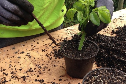Atelier plantations