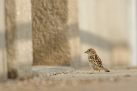 Atelier "Unité d’habitation pour oiseaux"