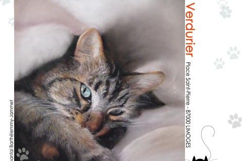 exposition artistique  SOS chats errants 87