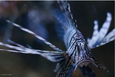 Exposition Raconte-moi le bleu des océans