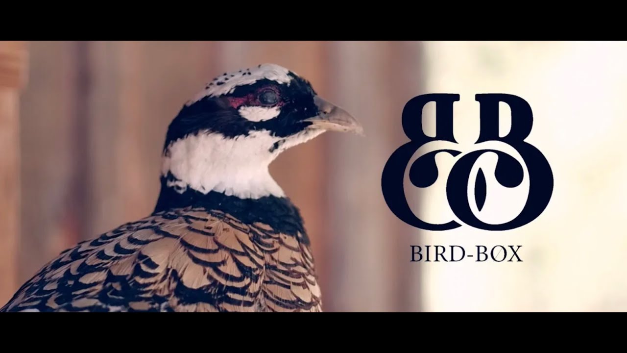Limoges Music Vibes : BirdBøx